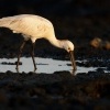 Kolpik bily - Platalea leucorodia - Eurasian Spoonbill o0898